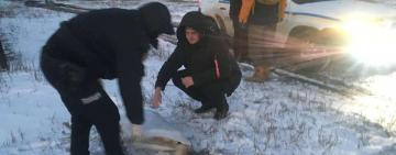 В Одесской области застрелили хаски: фото убийца опубликовала в Viber-чате